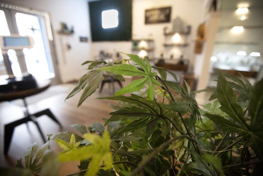 The Custom Botanical Dispensary in Austin, Texas on Jan. 16, 2019.